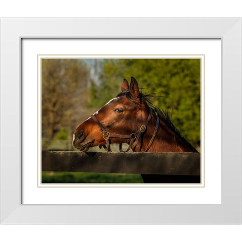 Horse Portrait White Modern Wood Framed Art Print with Double Matting by Galloimages Online