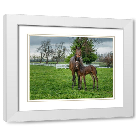 Mare And Foal 2 White Modern Wood Framed Art Print with Double Matting by Galloimages Online