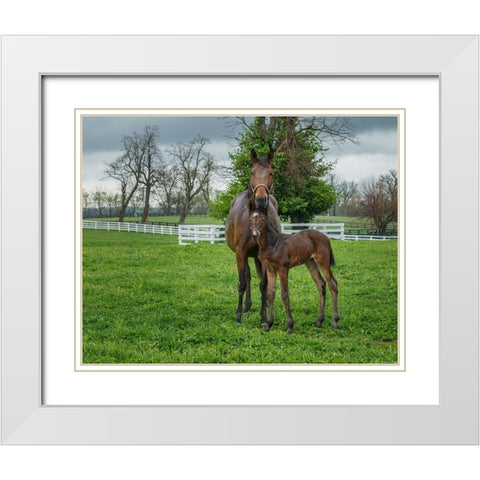 Mare And Foal 2 White Modern Wood Framed Art Print with Double Matting by Galloimages Online