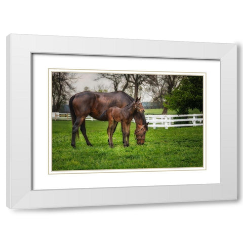 Mare And Foal Together White Modern Wood Framed Art Print with Double Matting by Galloimages Online