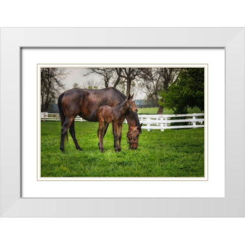 Mare And Foal Together White Modern Wood Framed Art Print with Double Matting by Galloimages Online
