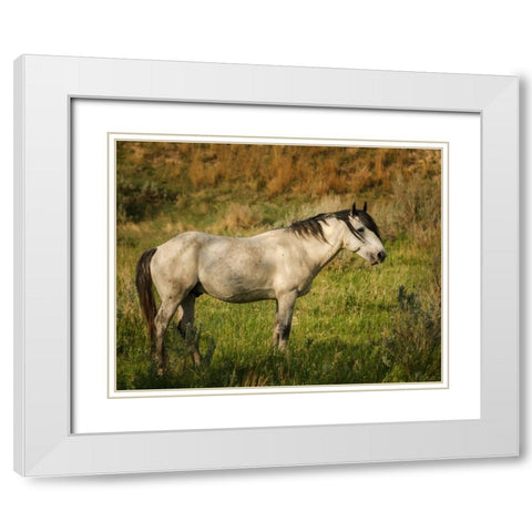 Wild Horse White Modern Wood Framed Art Print with Double Matting by Galloimages Online