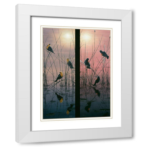Red Winged And Yellow Headed Blackbirds White Modern Wood Framed Art Print with Double Matting by Tift, Jeff
