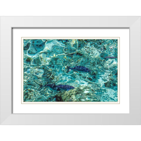 Maldives Fishes in the Clear Water 1 White Modern Wood Framed Art Print with Double Matting by Jenny Rainbow Fine Art