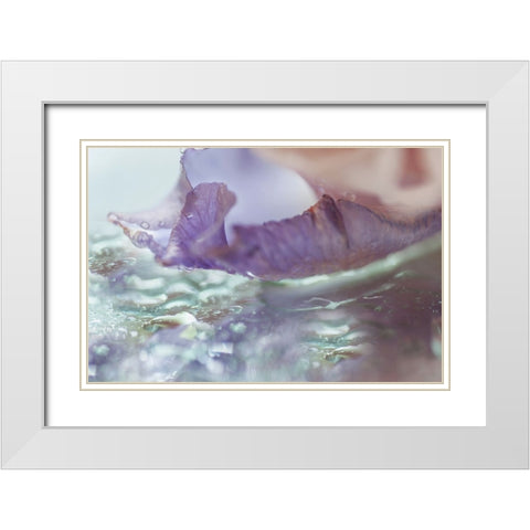 Morning Diamonds Iris Macro 2 White Modern Wood Framed Art Print with Double Matting by Jenny Rainbow Fine Art