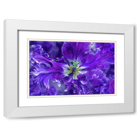 Purple Mysterious Parrot Tulip White Modern Wood Framed Art Print with Double Matting by Jenny Rainbow Fine Art
