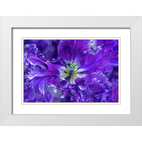 Purple Mysterious Parrot Tulip White Modern Wood Framed Art Print with Double Matting by Jenny Rainbow Fine Art