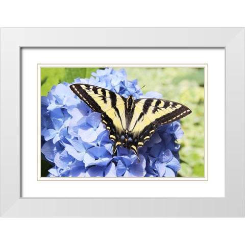 Butterfly on Flower White Modern Wood Framed Art Print with Double Matting by Schell, Jennie Marie