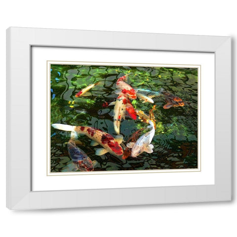 Koi Fish Pond White Modern Wood Framed Art Print with Double Matting by Schell, Jennie Marie