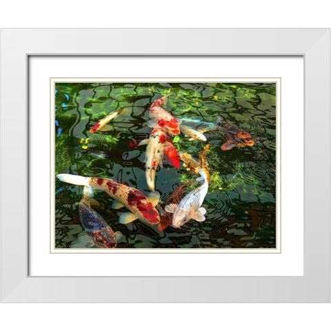 Koi Fish Pond White Modern Wood Framed Art Print with Double Matting by Schell, Jennie Marie