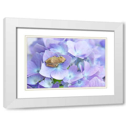 Little Frog On Flower White Modern Wood Framed Art Print with Double Matting by Schell, Jennie Marie