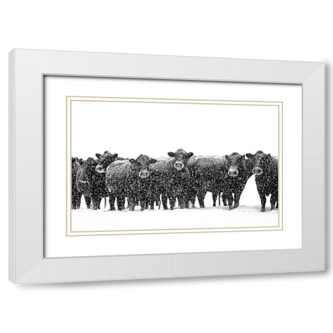 Black Cattle in Snow 2 White Modern Wood Framed Art Print with Double Matting by Schell, Jennie Marie