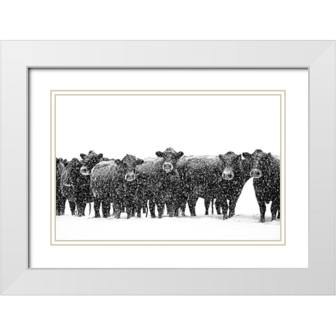 Black Cattle in Snow 2 White Modern Wood Framed Art Print with Double Matting by Schell, Jennie Marie