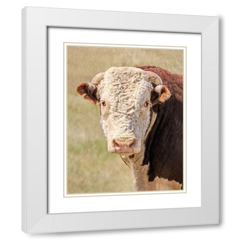 Hereford Bull Color White Modern Wood Framed Art Print with Double Matting by Schell, Jennie Marie