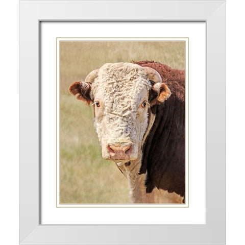 Hereford Bull Color White Modern Wood Framed Art Print with Double Matting by Schell, Jennie Marie