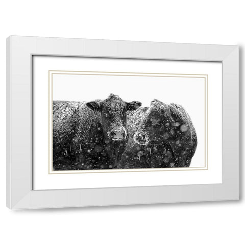 Black Cattle In Snow 1 White Modern Wood Framed Art Print with Double Matting by Schell, Jennie Marie