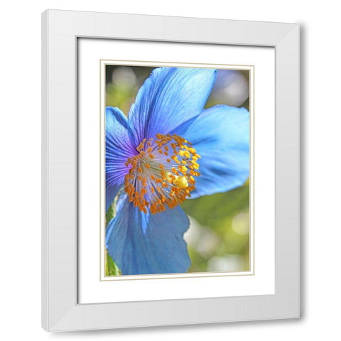 Blue Himalayan Poppy Flower White Modern Wood Framed Art Print with Double Matting by Schell, Jennie Marie