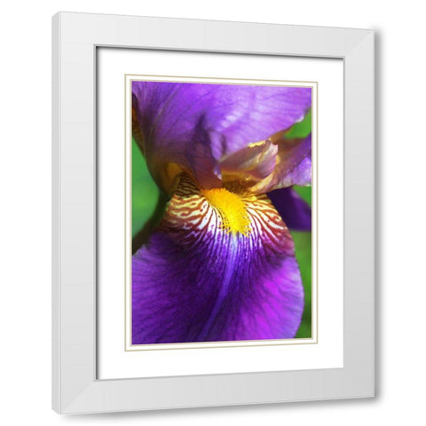 Purple Bearded Iris Flower White Modern Wood Framed Art Print with Double Matting by Schell, Jennie Marie