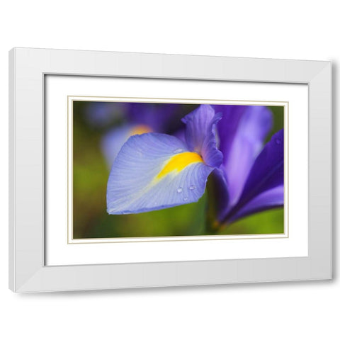 Purple Dutch Iris Flower White Modern Wood Framed Art Print with Double Matting by Schell, Jennie Marie