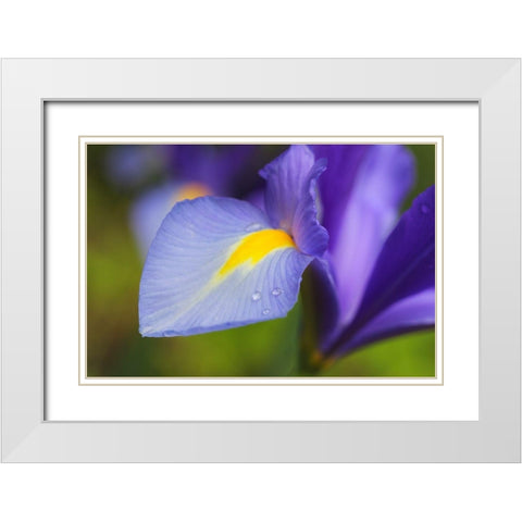 Purple Dutch Iris Flower White Modern Wood Framed Art Print with Double Matting by Schell, Jennie Marie