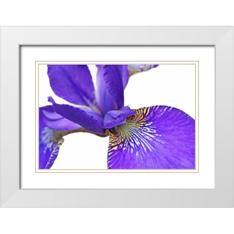 Purple Japanese Iris Flower White Modern Wood Framed Art Print with Double Matting by Schell, Jennie Marie