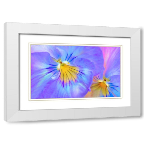 Purple Pansy Flower White Modern Wood Framed Art Print with Double Matting by Schell, Jennie Marie