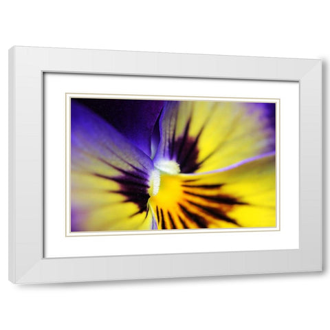 Purple Pansy Macro Flower White Modern Wood Framed Art Print with Double Matting by Schell, Jennie Marie