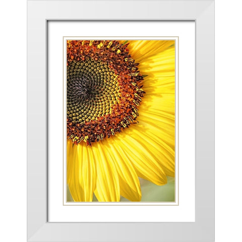 Sunflower Macro Flower White Modern Wood Framed Art Print with Double Matting by Schell, Jennie Marie