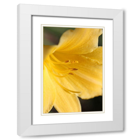 Yellow Daylily Flower White Modern Wood Framed Art Print with Double Matting by Schell, Jennie Marie