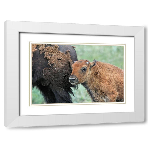 Buffalo Bison and Calf White Modern Wood Framed Art Print with Double Matting by Schell, Jennie Marie