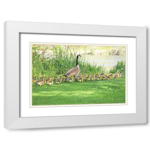 Canada Goose and Goslings White Modern Wood Framed Art Print with Double Matting by Schell, Jennie Marie