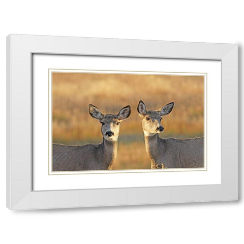 Deer in Autumn White Modern Wood Framed Art Print with Double Matting by Schell, Jennie Marie