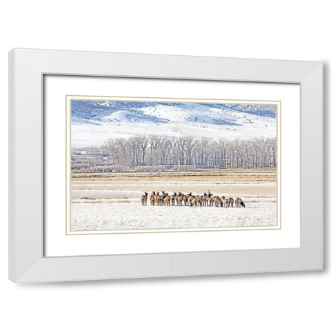 Elk Herd in Winter Landscape White Modern Wood Framed Art Print with Double Matting by Schell, Jennie Marie