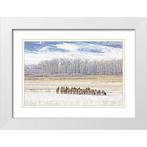 Elk Herd in Winter Landscape White Modern Wood Framed Art Print with Double Matting by Schell, Jennie Marie