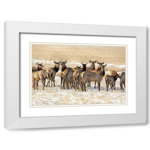 Elk Herd in Winter White Modern Wood Framed Art Print with Double Matting by Schell, Jennie Marie