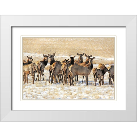 Elk Herd in Winter White Modern Wood Framed Art Print with Double Matting by Schell, Jennie Marie