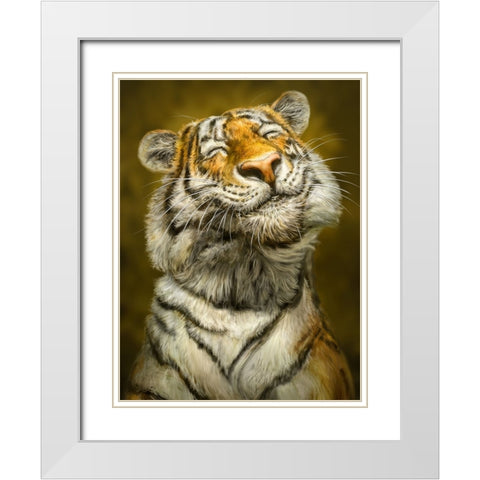 Smiling Tiger White Modern Wood Framed Art Print with Double Matting by LaMontagne, Patrick