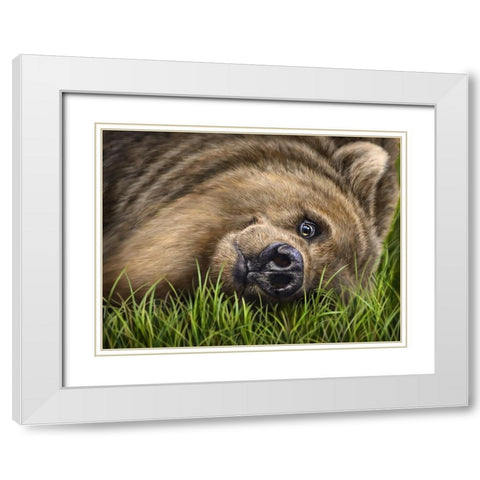 Grizzly on Grass White Modern Wood Framed Art Print with Double Matting by LaMontagne, Patrick