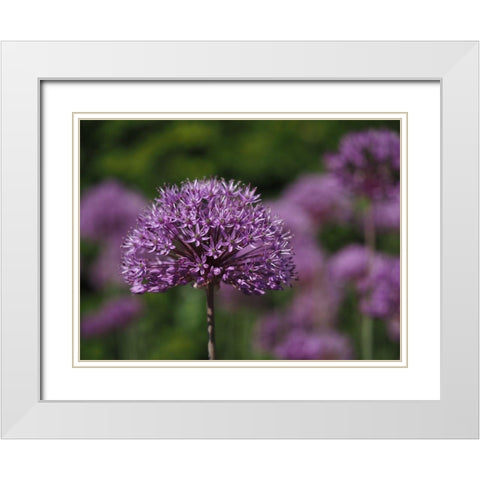 Giant Allium White Modern Wood Framed Art Print with Double Matting by Bonin, Suzanne