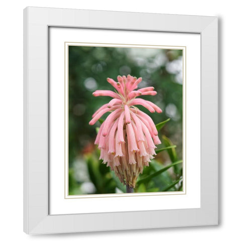 Forest Lily White Modern Wood Framed Art Print with Double Matting by Bonin, Suzanne