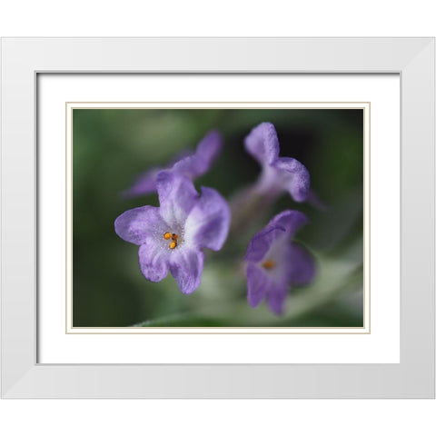 Lavender White Modern Wood Framed Art Print with Double Matting by Bonin, Suzanne