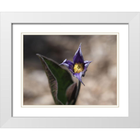 Fuzzy Beauty White Modern Wood Framed Art Print with Double Matting by Bonin, Suzanne