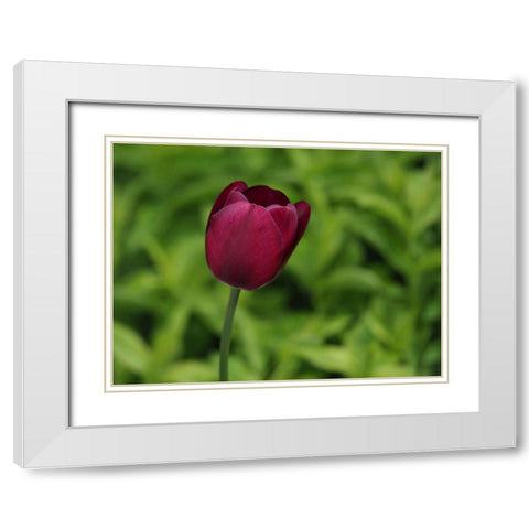 Lady In Red White Modern Wood Framed Art Print with Double Matting by Bonin, Suzanne