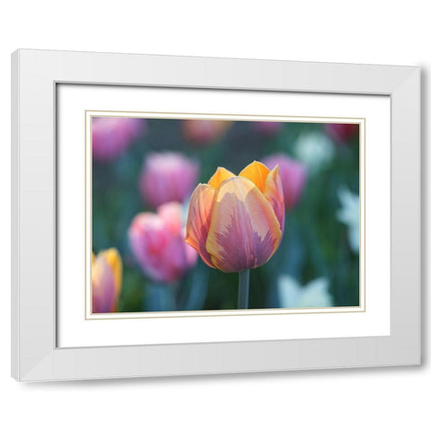 Springtime White Modern Wood Framed Art Print with Double Matting by Bonin, Suzanne