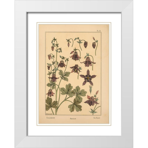 Plate 10 - Columbine White Modern Wood Framed Art Print with Double Matting by Vintage Apple Collection