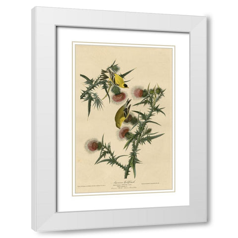 American Goldfinch White Modern Wood Framed Art Print with Double Matting by Vintage Apple Collection