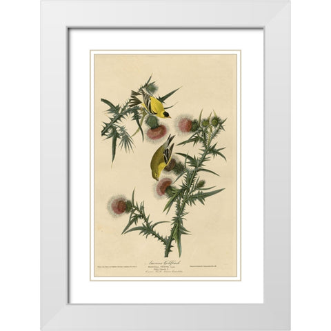 American Goldfinch White Modern Wood Framed Art Print with Double Matting by Vintage Apple Collection