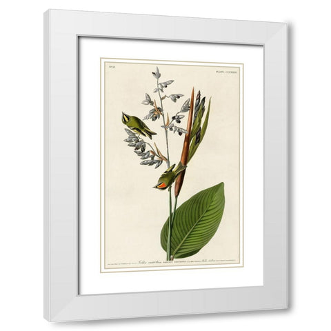 Golden Crested Wren White Modern Wood Framed Art Print with Double Matting by Vintage Apple Collection