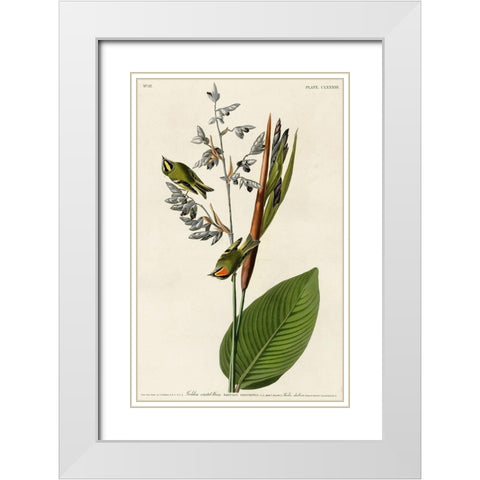 Golden Crested Wren White Modern Wood Framed Art Print with Double Matting by Vintage Apple Collection