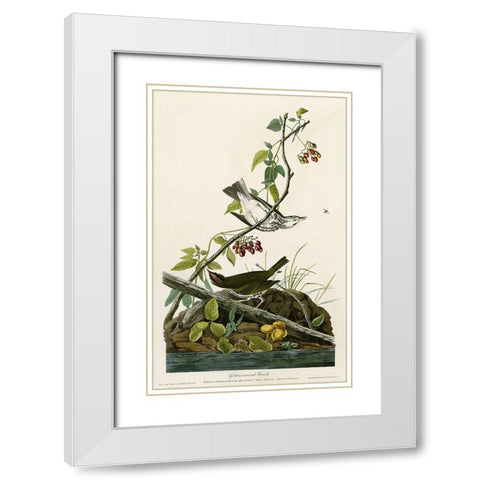 Golden Crowned Thrush White Modern Wood Framed Art Print with Double Matting by Vintage Apple Collection